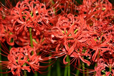 Red Spider Lily