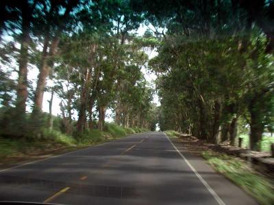 Tree Tunnel-On The Way To Poipu