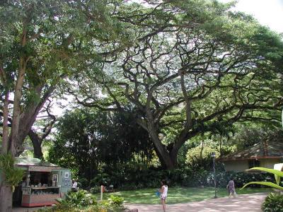 Oahu