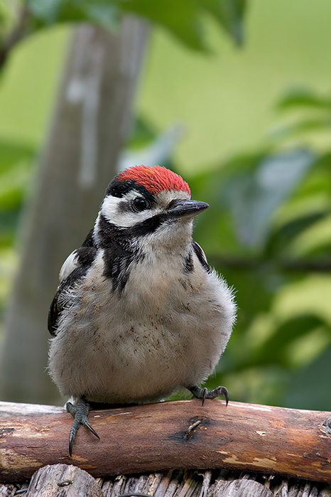 Great spotted woodpecker fledgling