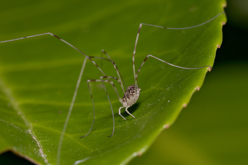 Very young Harvestman