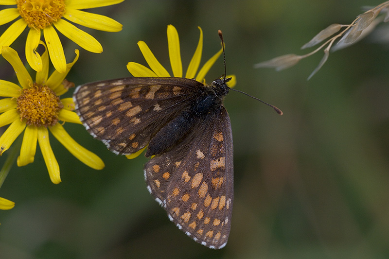 Probably a Common Heath Fritillary?