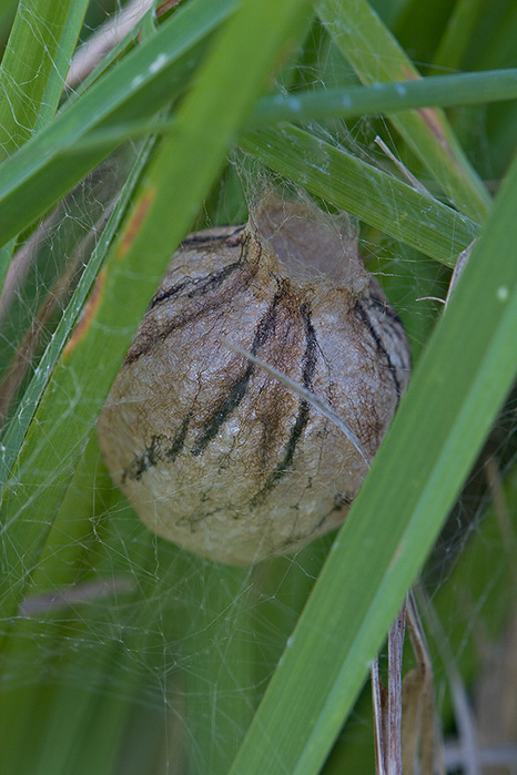Wasp Spider Cocoon