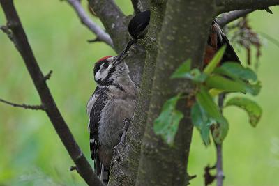 Great spotted woodpecker baby is being fed