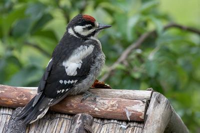 Great spotted woodpecker baby