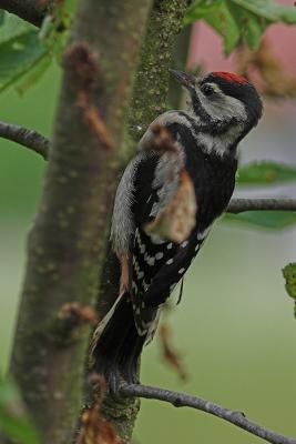 Great spotted woodpecker baby