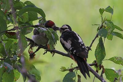 Baby woodpecker and mom