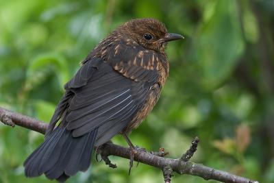 Blackbird Fledgling