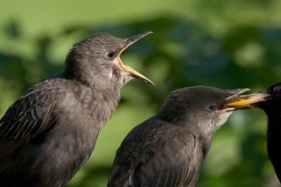 Hungry Starlings