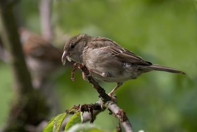 Female House Sparrow with Food