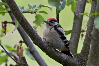 Great spotted woodpecker fledgling