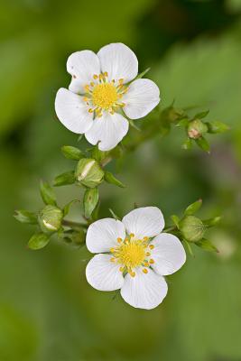 Strawberry Blossoms