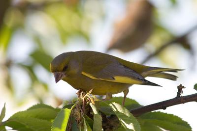 Greenfinch spotting a rival