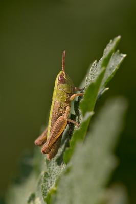 Grasshopper Baby
