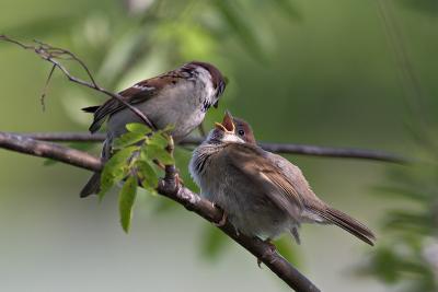 Sparrow fledgling and mom (or dad?)