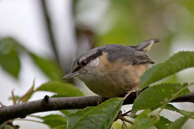 Nuthatch ready to dive for food