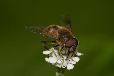 Hover fly feast