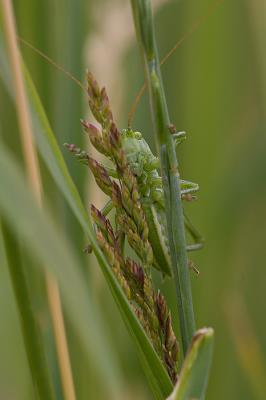 Very shy Grasshopper