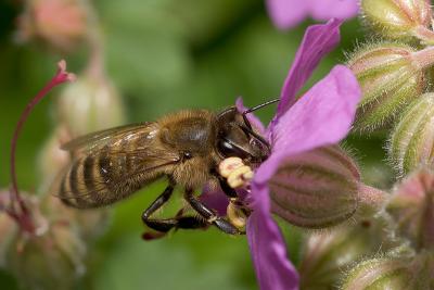 Bee on Geranium (Apis mellifera)