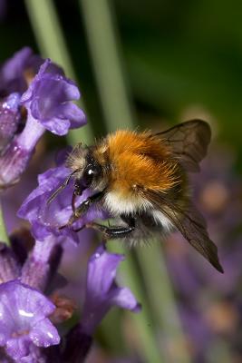 Bumblebee (Bombus pascuorum)