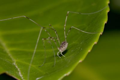 Very young Harvestman