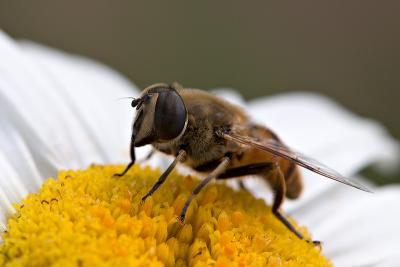 Hoverfly