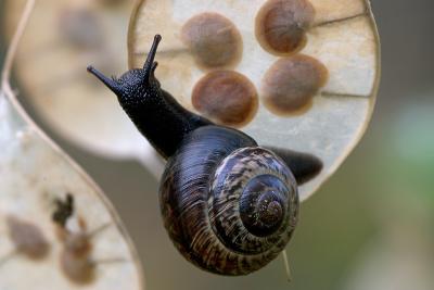 Snail on seed head (Copse snail or Arianta arbustorum)