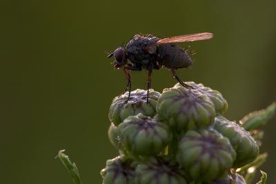 v3/82/451782/3/46277585.CRW_1066_k_b.jpg