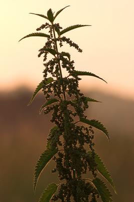 The beauty of Stinging Nettles