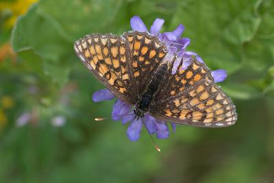 Battered butterfly