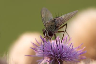 Long-legged fly