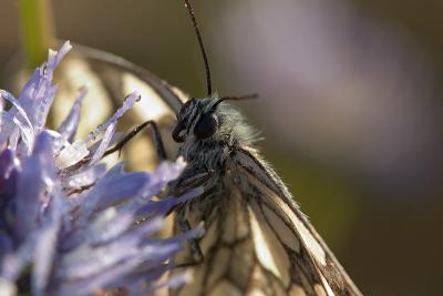 Marbled White Waking Up