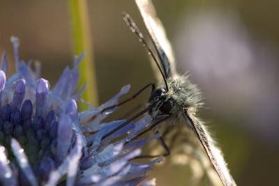 Marbled White at Breakfast