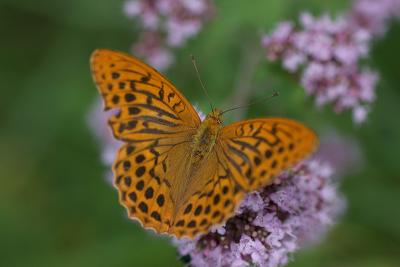 Silver-washed Fritillary