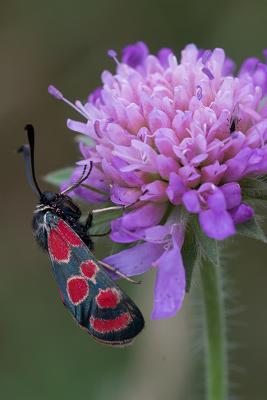 Burnet Moth