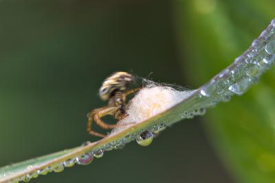 Building a cocoon