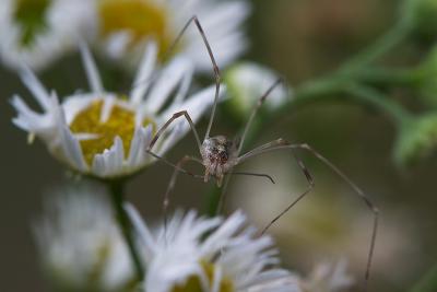 Harvestman grooming