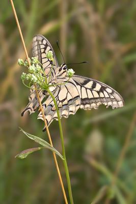 Swallowtail depositing eggs