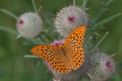 Silver-Washed Fritillary