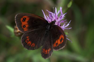 Probably Erebia aethiops