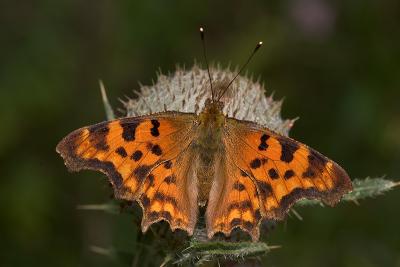 Comma Butterfly