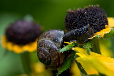 Eating Flowers (Copse snail or Arianta arbustorum)