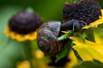 Flower Assassin (Copse snail or Arianta arbustorum)