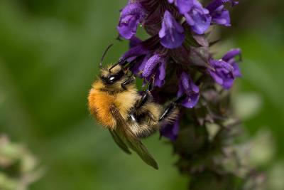 Bumblebee on catnip (Bombus pascuorum)