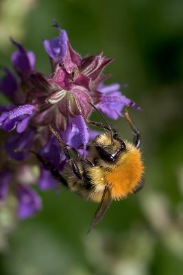 Bumblebee on catnip (Bombus pascuorum)