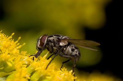 Pollen is tasty!