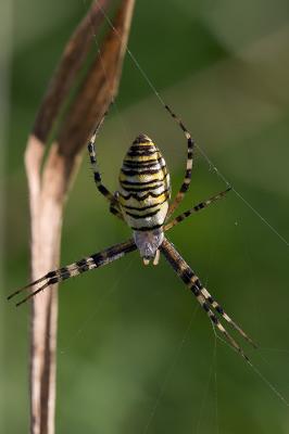 Wasp Spider