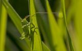 Grasshopper hiding