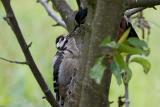 Great spotted woodpecker baby is being fed