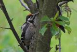 Great spotted woodpecker baby is being fed